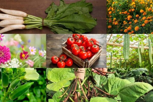 Best Seeds To Sow In August: August gardening guide: Which are the best seeds to sow this month