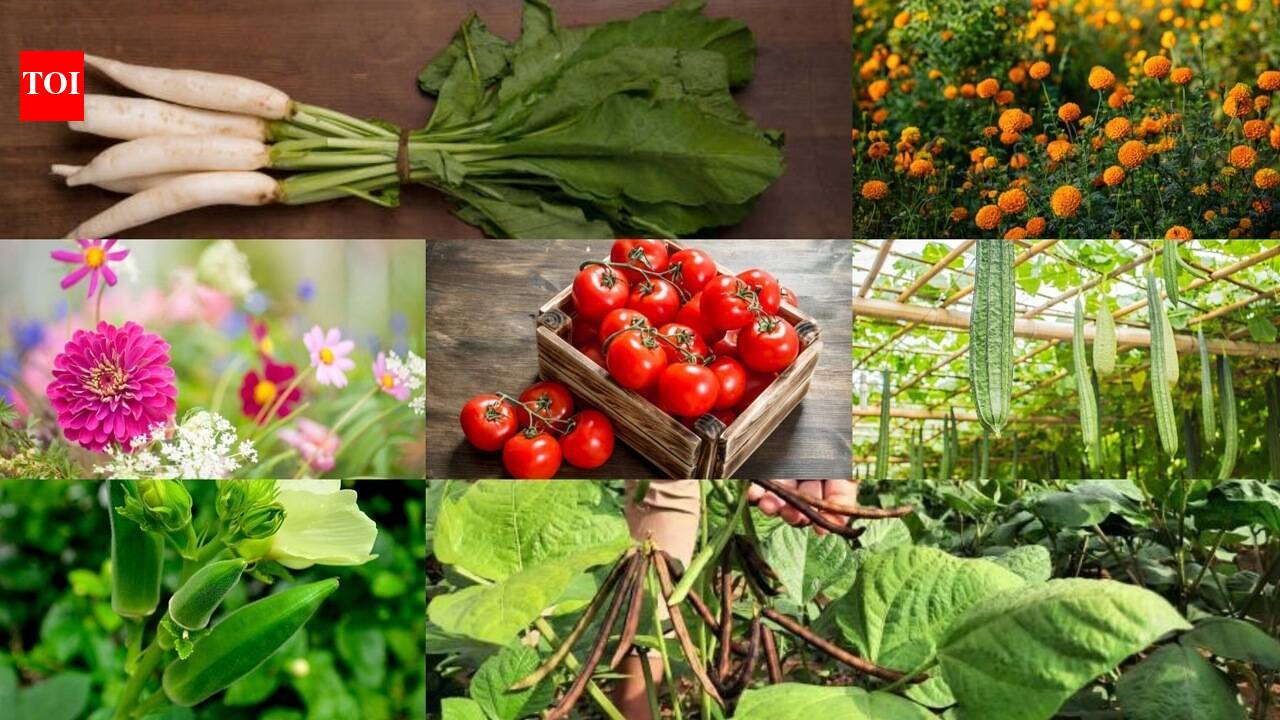 Best Seeds To Sow In August: August gardening guide: Which are the best seeds to sow this month