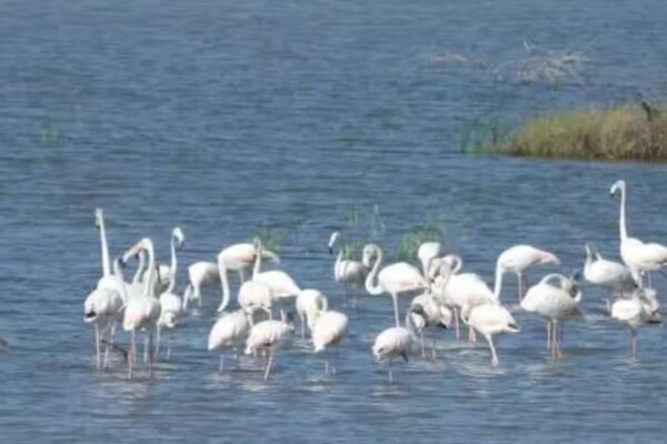 Dholera’s wildlife: A hidden ecosystem of birds, grasslands and coastal life