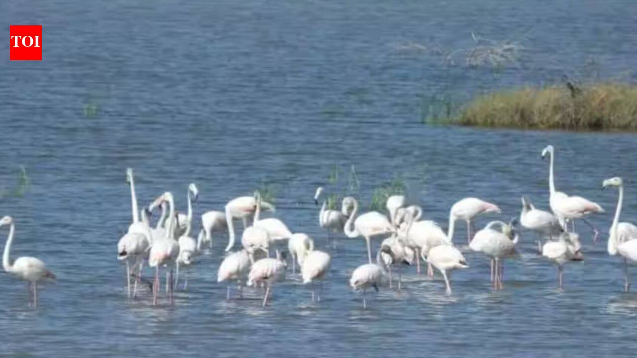 Dholera’s wildlife: A hidden ecosystem of birds, grasslands and coastal life