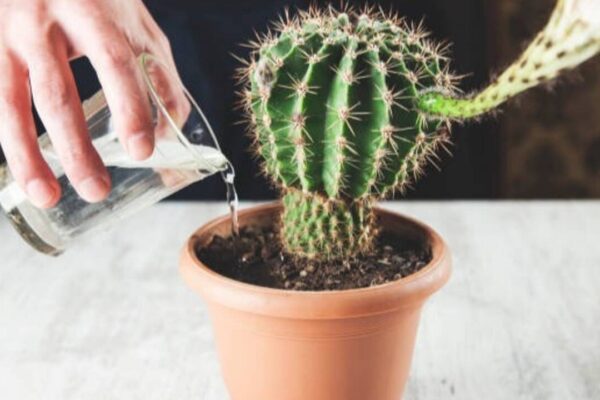 7 Watering mistakes that can kill your cactus plant