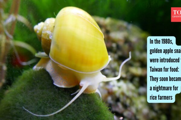 Golden Apple Snail: In the 1980s, golden apple snails were introduced to Taiwan for food: They soon became a nightmare for rice farmers