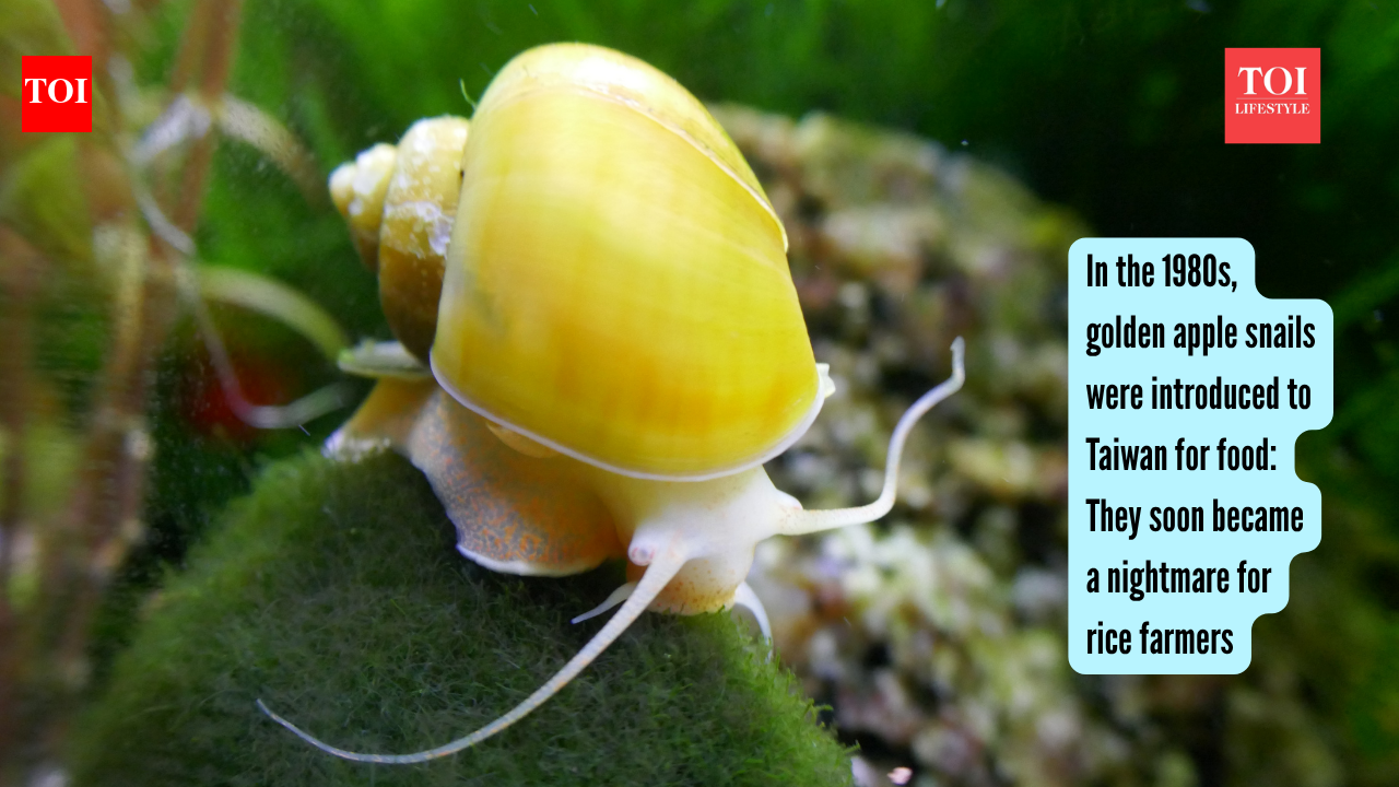 Golden Apple Snail: In the 1980s, golden apple snails were introduced to Taiwan for food: They soon became a nightmare for rice farmers