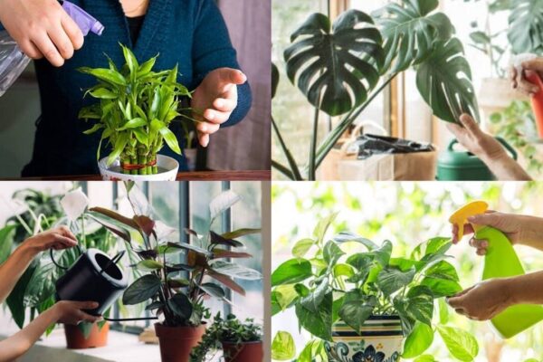 Plants That Can Grow Without Soil: 5 plants that can grow without soil