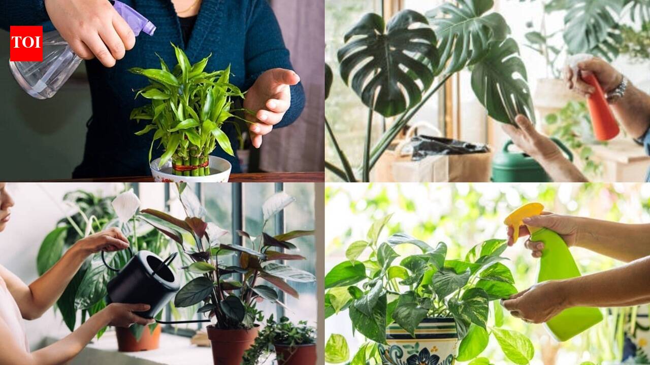 Plants That Can Grow Without Soil: 5 plants that can grow without soil