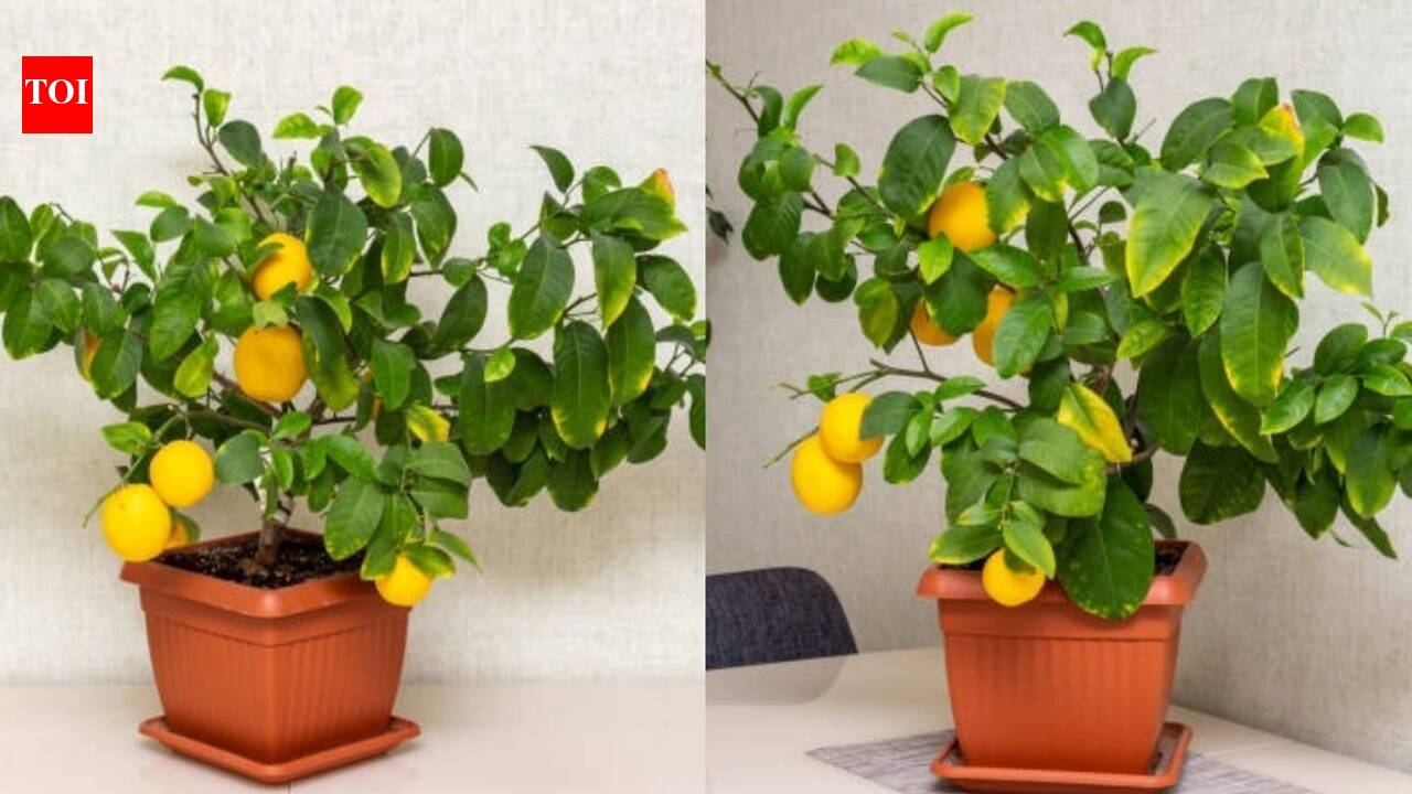 Dwarf Lemon Trees: Small space, big harvest: Why every home needs a dwarf lemon tree