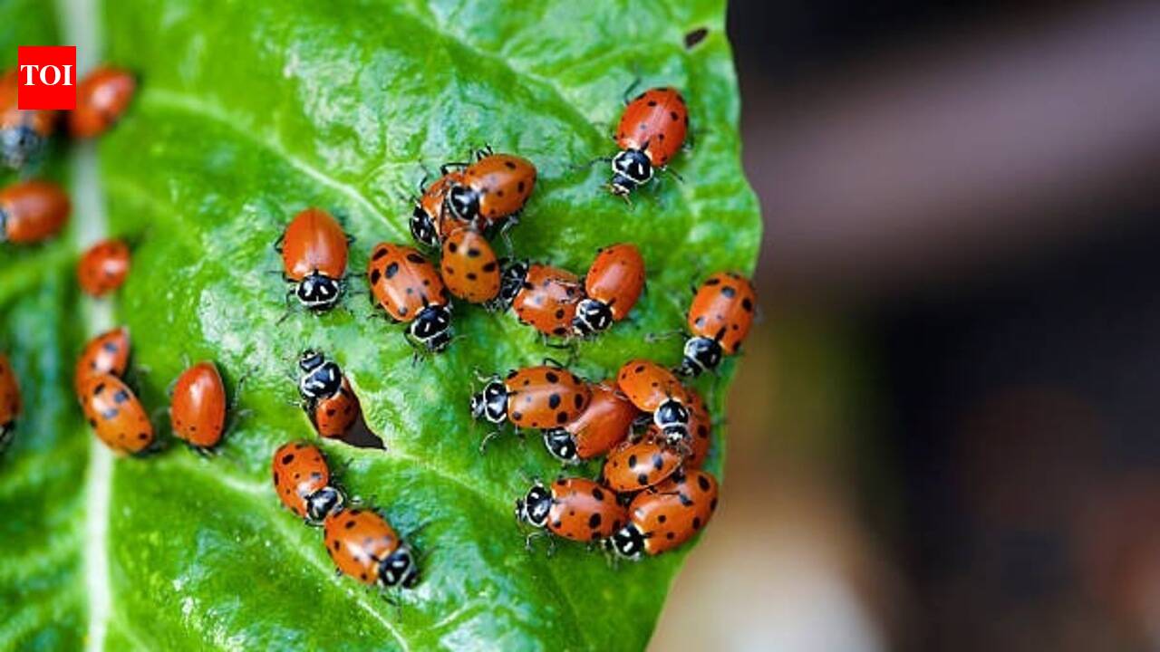 Ladybugs Gardening Benefits: Why every gardener loves ladybugs: 5 Amazing benefits you should know
