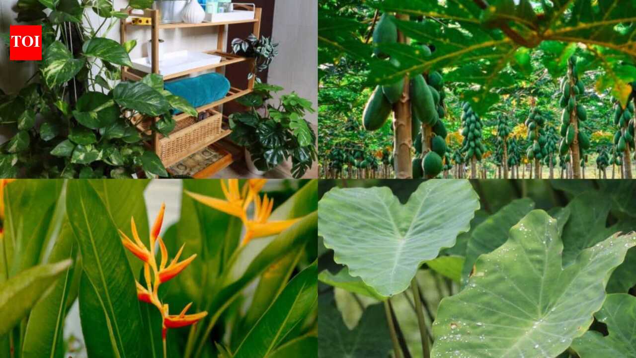 7 surprisingly 'big' plants you can grow on your balcony with the right care |