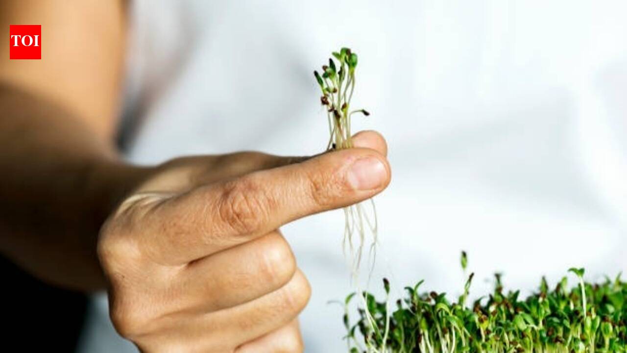 Microgreens: How to grow microgreens: A beginner's guide to India's easiest superfood garden