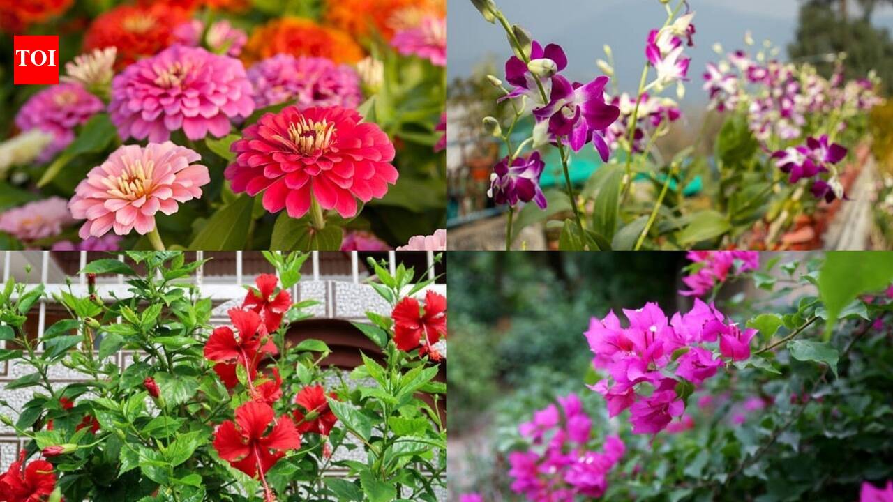 August gardening: 7 heat-tolerant plants that thrive despite soaring temperatures |