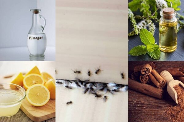 Natural Ant Deterrents: How to protect your home from ants using simple natural ingredients |