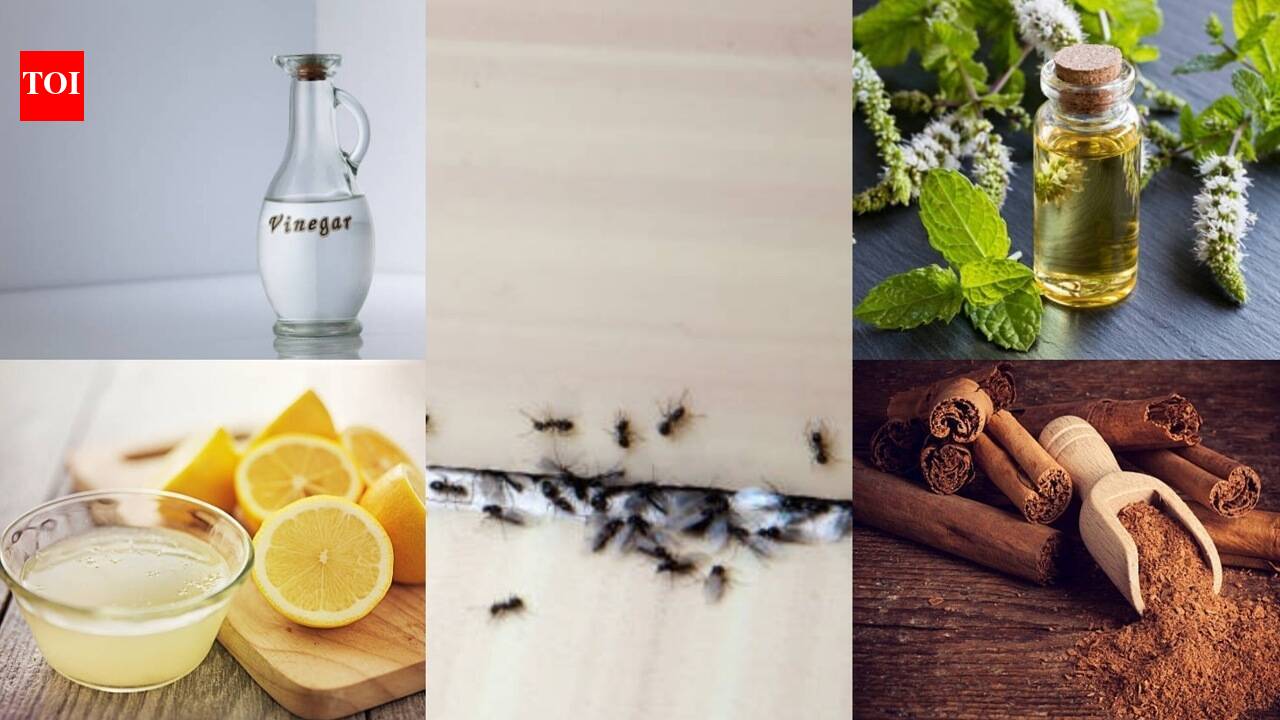 Natural Ant Deterrents: How to protect your home from ants using simple natural ingredients |