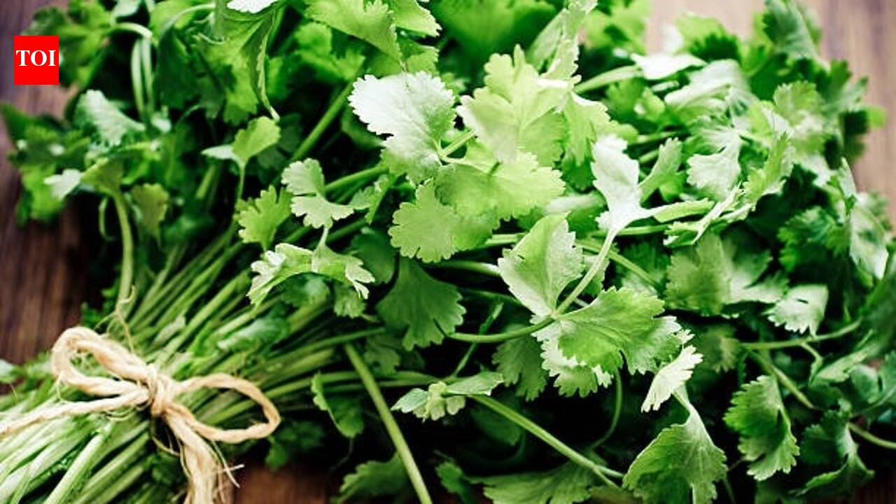 How To Keep Coriander Fresh: 5 tips to keep coriander leaves (dhania patta) fresh for weeks