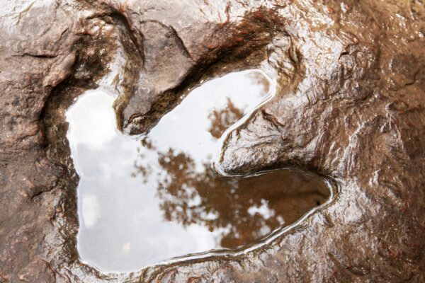 200 Million-Year-Old Dinosaur Footprints: Photographer accidentally discovers thousands of 200 million-year-old dinosaur footprints hidden in plain sight on a mountain that turned from an ancient sea
