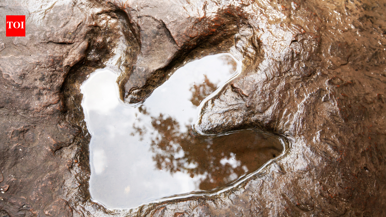 200 Million-Year-Old Dinosaur Footprints: Photographer accidentally discovers thousands of 200 million-year-old dinosaur footprints hidden in plain sight on a mountain that turned from an ancient sea