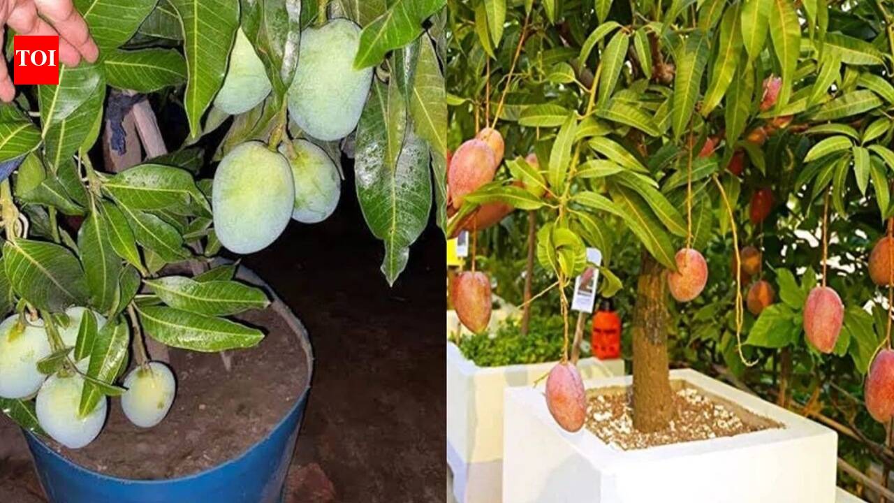 Growing A Mango Tree In A Pot: Growing a mango tree in a pot? These 5 steps can get you to harvest faster