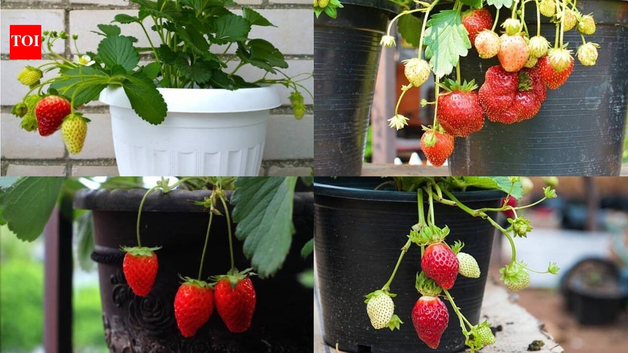 How to grow strawberry: 5 kitchen scraps, peels that provide good nutrients |