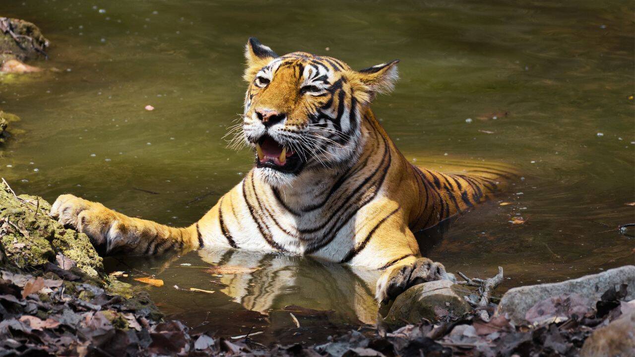 From Corbett's Paro to Tadoba's Maya: Meet the celebrity tigers and tigresses that turned India's wildlife sanctuaries into global safari destinations |