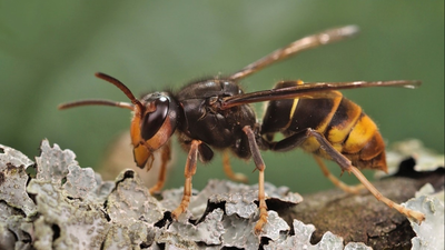 In 2023, America’s first live yellow-legged hornet, a bee-killing predator, was found in Georgia; by 2026, officials had trapped 866 and destroyed 44 nests