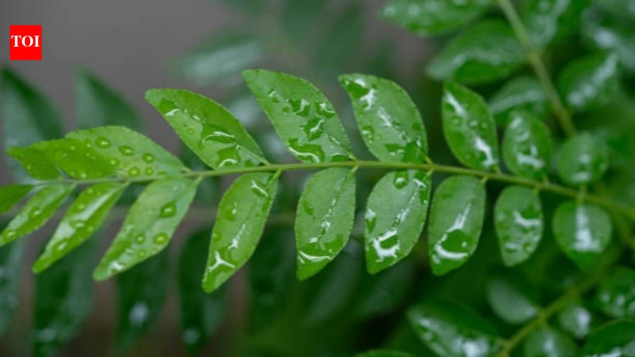 Why your curry leaf plant isn't growing and how to fix it |