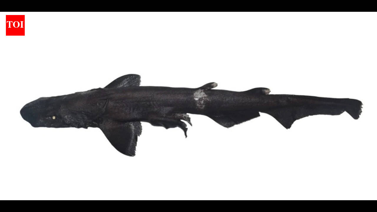 New Shark Species Discovered: Eerie white-eyed shark was discovered from 'shark and ray area' along Kerala's coast, hidden in a shrimp trawler's leftover catch |