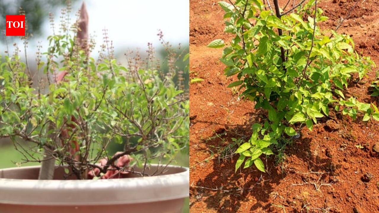 Growing Holy basil (tulsi) in pot vs on land: Which helps in grow better