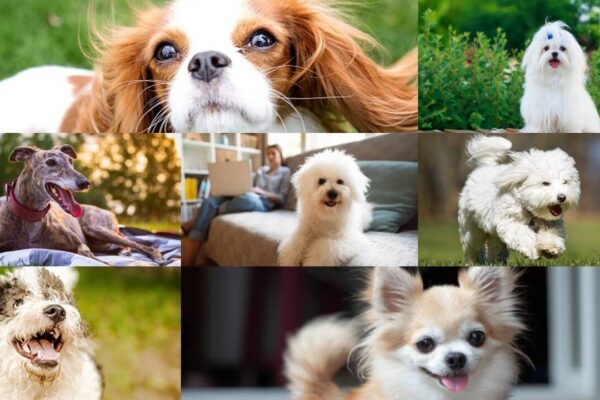 Best Dog Breeds For Seniors: 7 Dog breeds that make great companions for seniors
