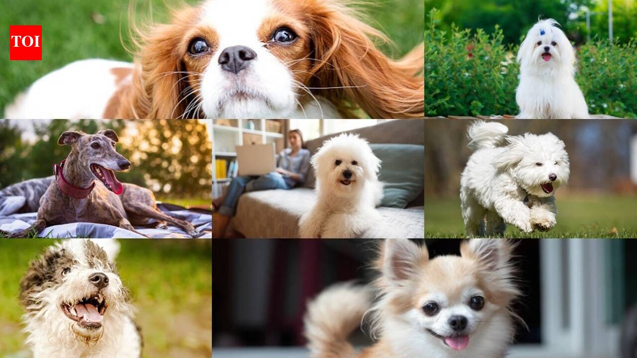 Best Dog Breeds For Seniors: 7 Dog breeds that make great companions for seniors