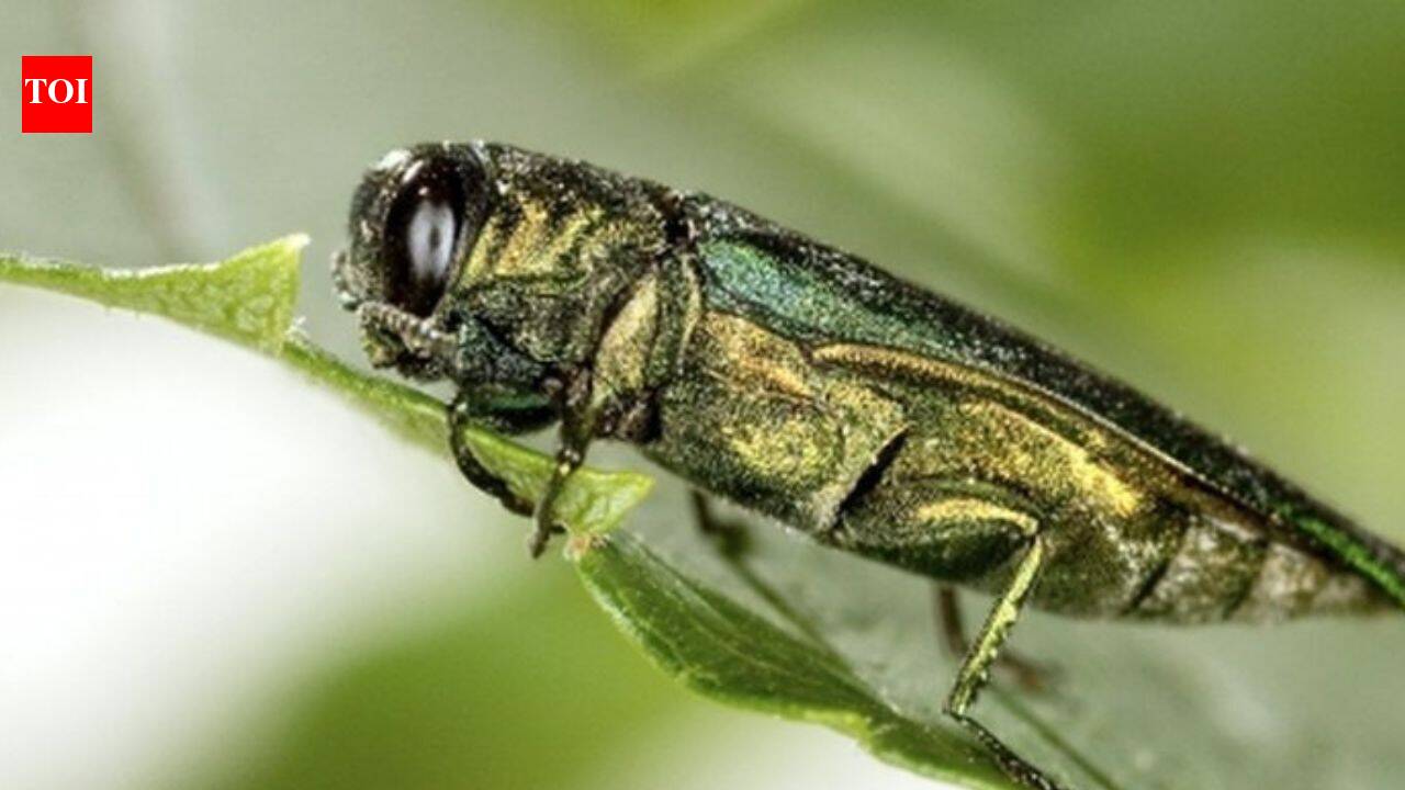 In 2026, Emerald Ash borers continue killing Ash Trees across North America; How one tiny beetle is transforming forests ⁩ |