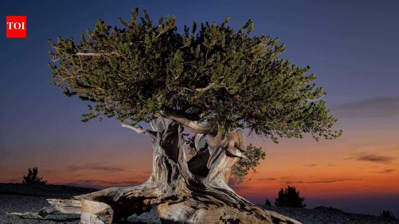 In the 1950s, a pioneer in the field of dendrochronology discovered Methuselah, the world’s oldest living tree: Here’s where it still stands