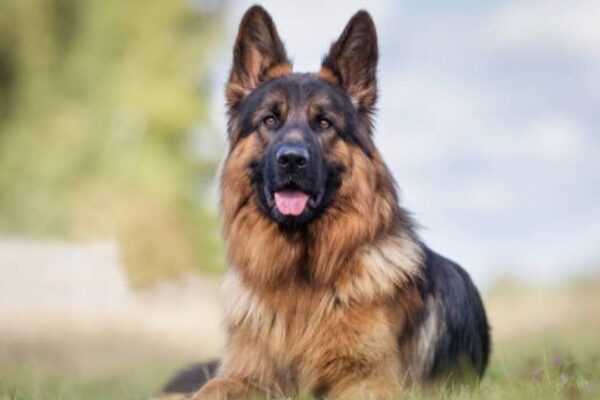 Is this hugely popular breed really built for our climate?