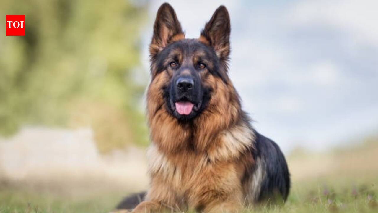 Is this hugely popular breed really built for our climate?