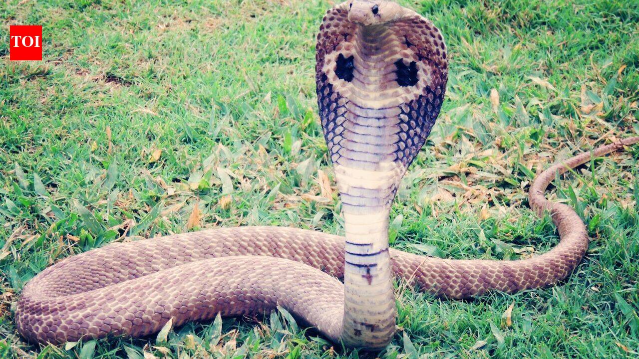 15 common mistakes that can attract snakes to your yard and garden