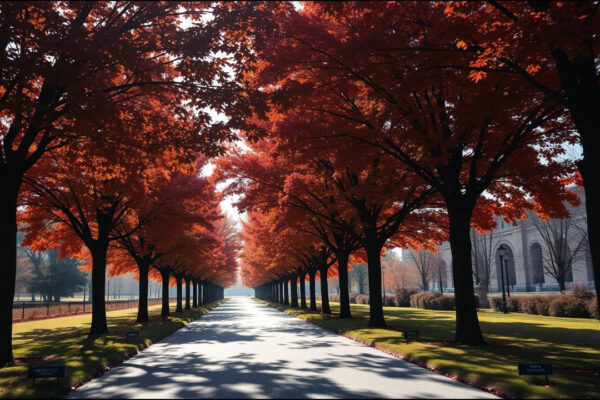 Washington planted 507 Norway maples to honour WWI soldiers in 1920, but the trees later spread into Rock Creek Park