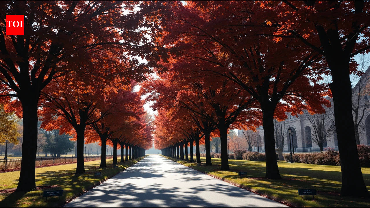 Washington planted 507 Norway maples to honour WWI soldiers in 1920, but the trees later spread into Rock Creek Park