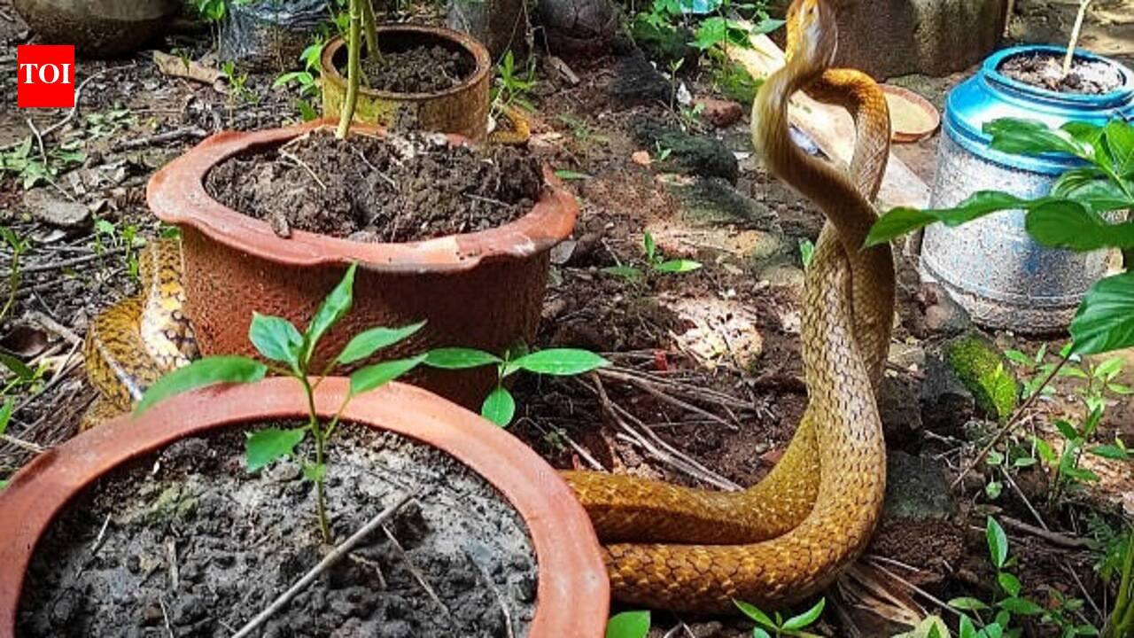 6 hidden things in Indian homes that attract snakes