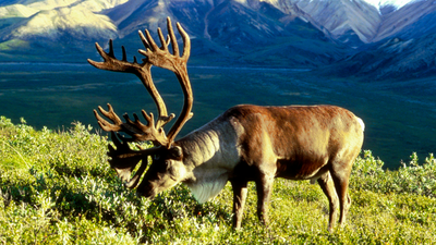 In 1958, the US moved 25 caribou to an Alaska island as emergency food for military personnel; by 2005, their herd had grown to 2,750
