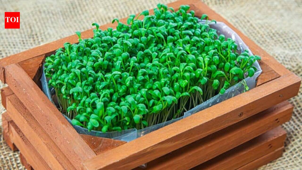 Micro gardening at home: A step-by-step beginner's guide