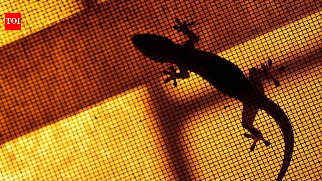 5 natural ways to keep lizards out of your home