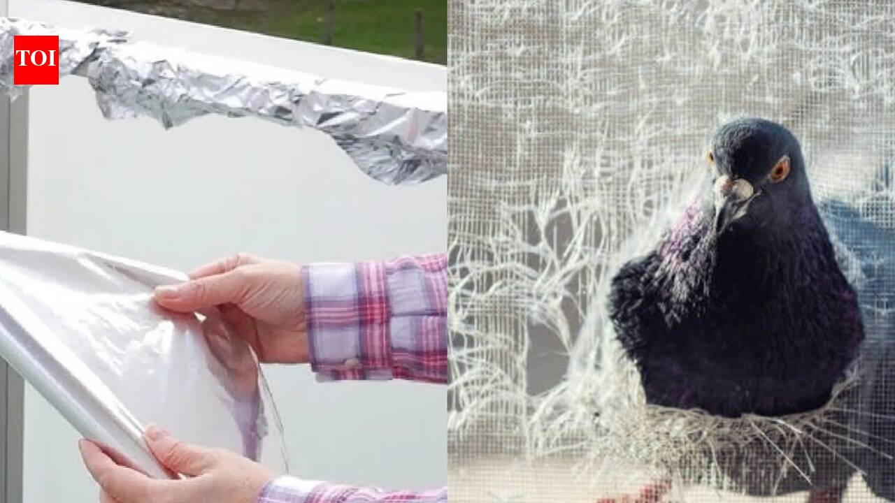 Can aluminium foil keep pigeons away? Here's what to know about the balcony hack