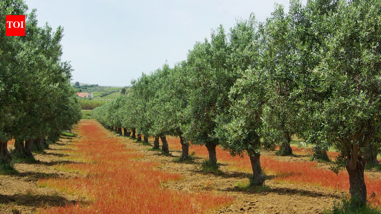 During the Bronze Age, a tree took root in what is now Portugal and more than 3,700 years later, it is still producing olives