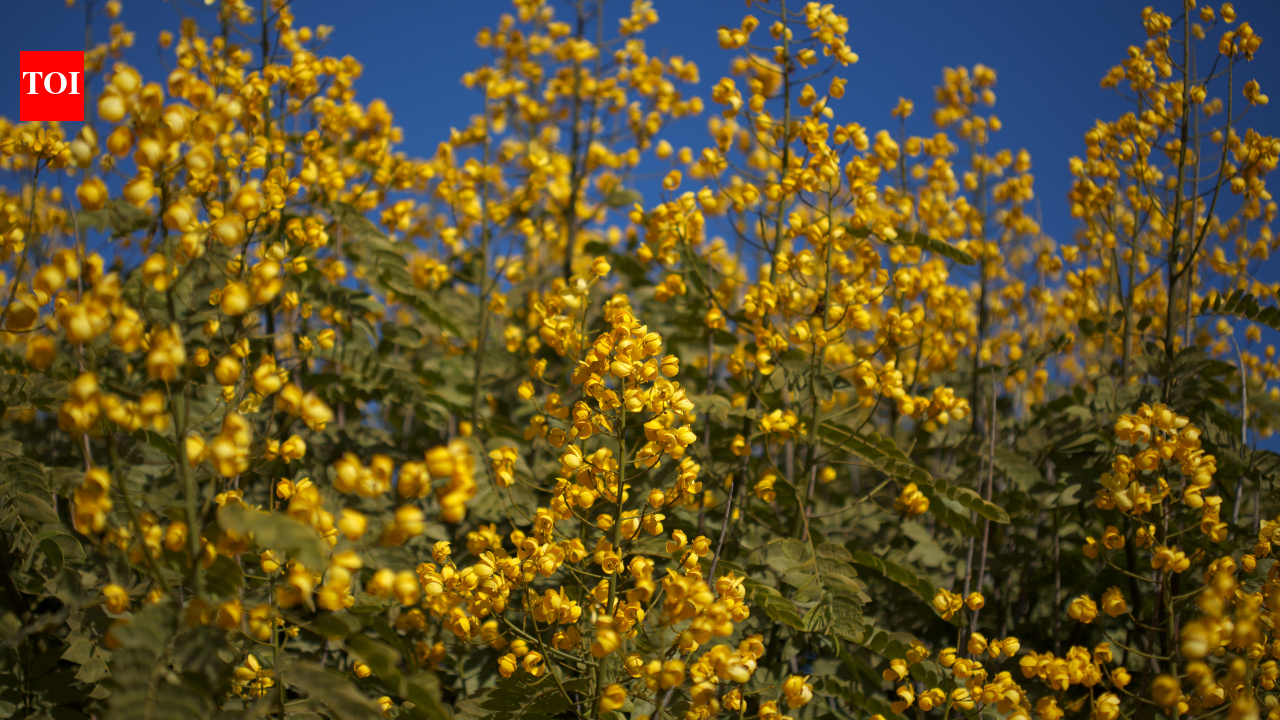 Senna Spectabilis: In 1986, bright yellow-flowering Senna plants were brought to Wayanad as shade trees; today, it is among the worst invasive trees of tropical