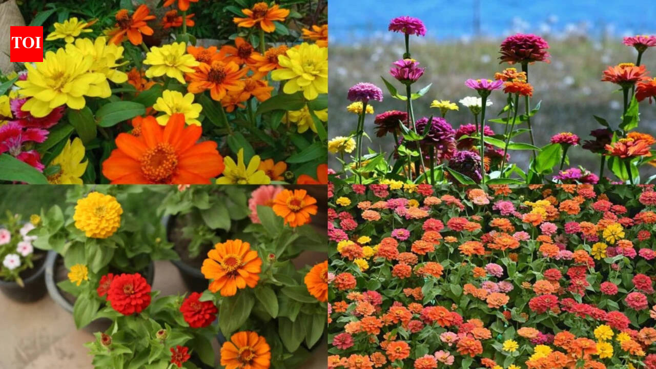 Growing Zinnias At Home: Growing zinnias at home? Here's what to do after they finish blooming