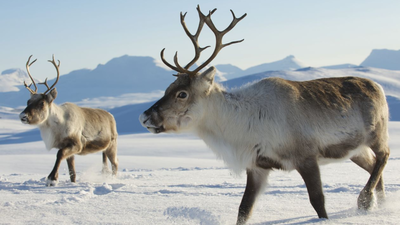 In 1911, Norwegian whalers released 10 reindeer on South Georgia for food and hunting; a century later nearly 7,000 were removed after the herds damaged native vegetation