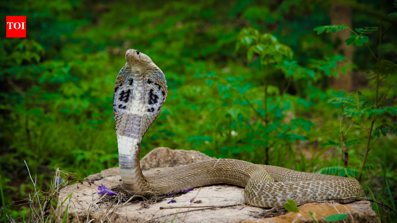 Cobra Snake Encounter Tips: What to do if you encounter a Cobra snake: Simple and mindful tips to stay safe and avoid contact