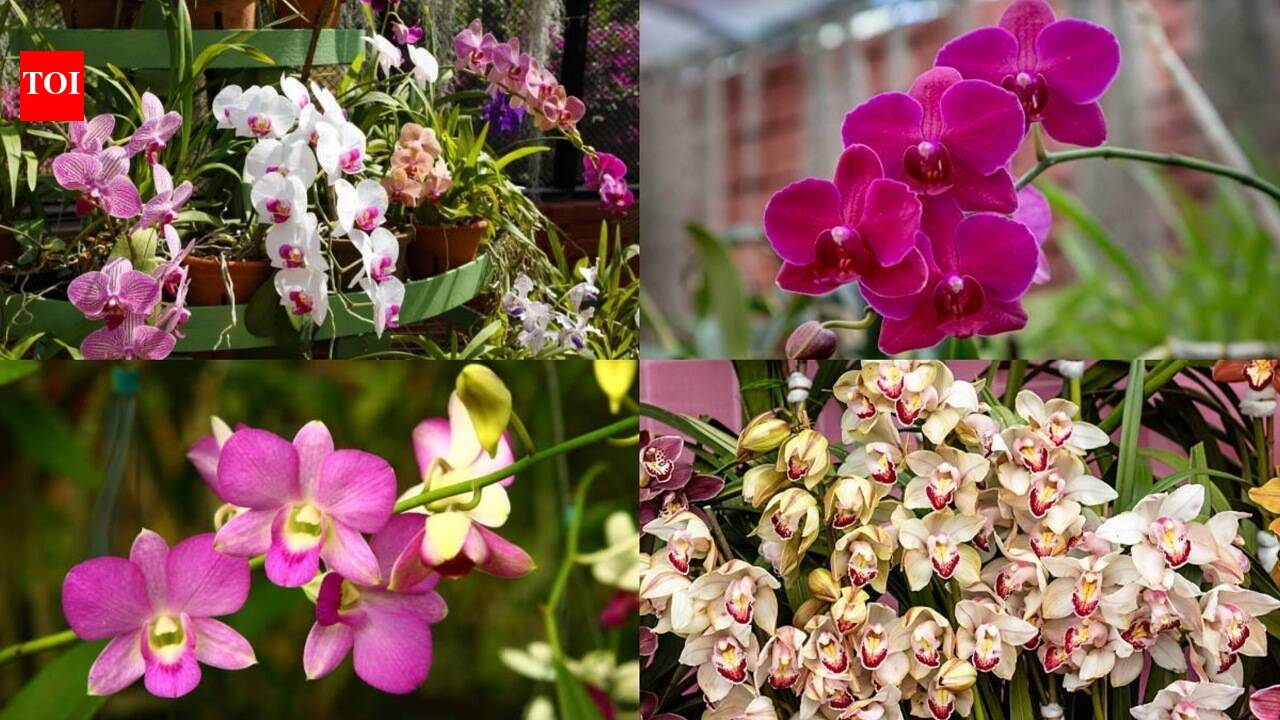 Nearly dead Orchid? 7 simple steps to revive it and encourage new blooms |