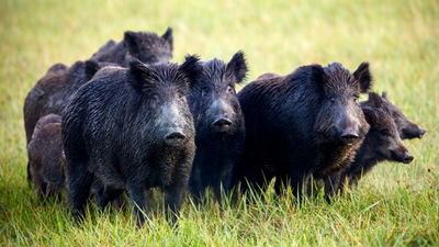 In 2005, California began eradicating 5,036 feral pigs from Santa Cruz Island as part of a wider fox recovery effort; by 2015 its native fox population had risen from under 70 to about 2,100