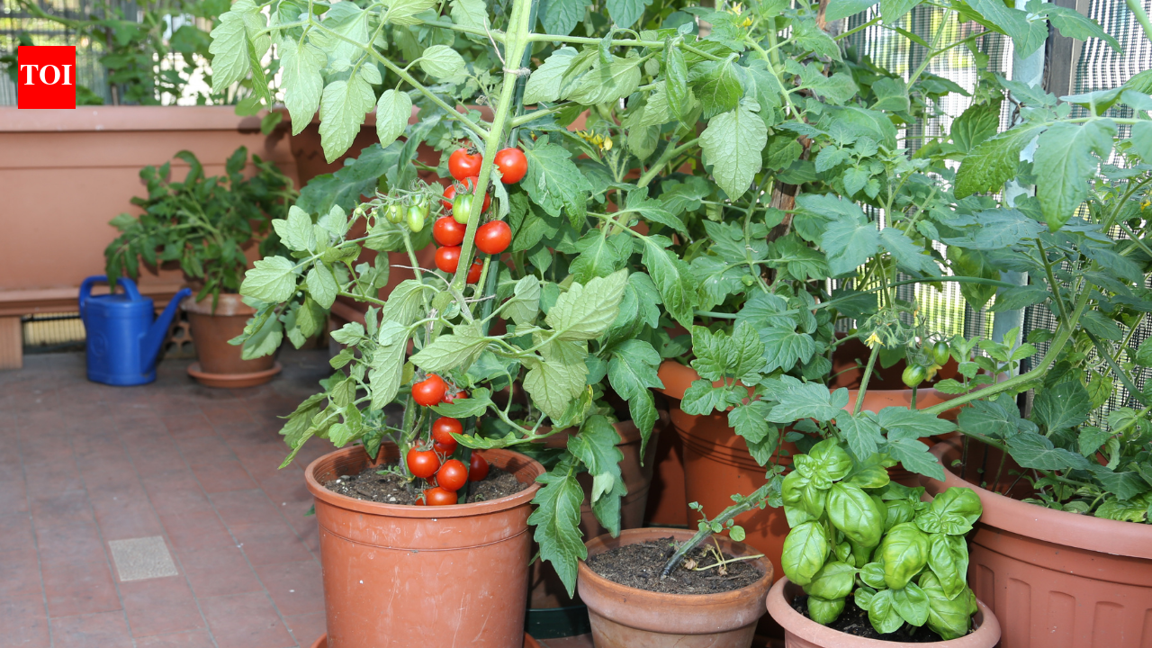 Vegetables To Grow In Pots: How to grow a pizza garden on your balcony: 6 vegetables to grow in pots at home