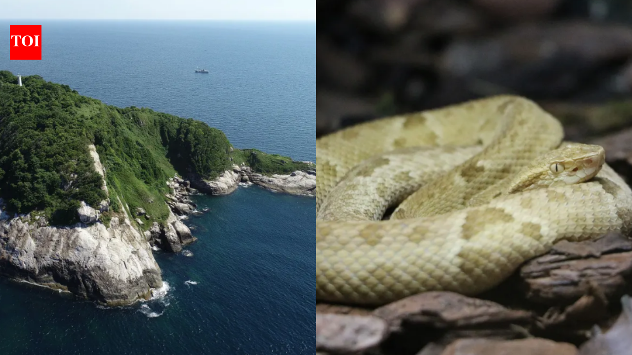 Ilha Da Queimada Grande: After the last ice age, the Ilha da Queimada Grande island was separated from the Brazilian mainland; today, it is the only home to the highly venomous Golden lancehead snakes in the world