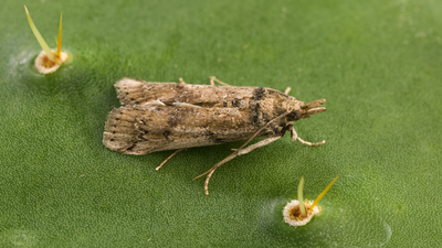 A cactus-eating moth released on Caribbean islands as biological control later reached Florida; since appearing there in 1989 it has spread west to Texas and become a threat to native prickly pears